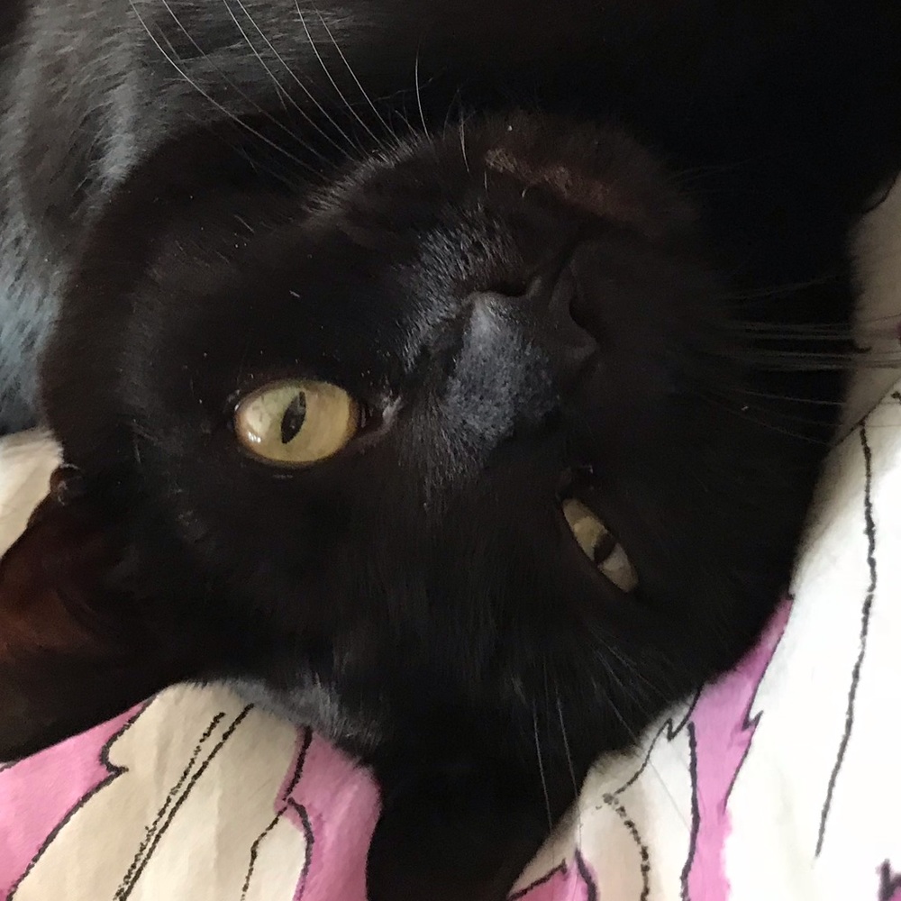 Meet your Posher, Emmy